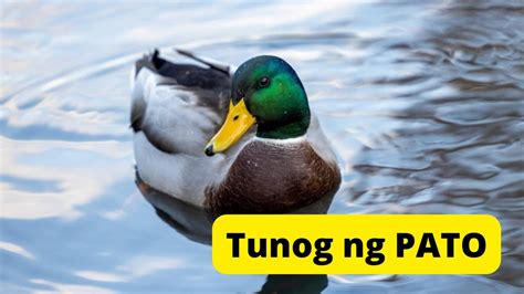 tagalog of duck